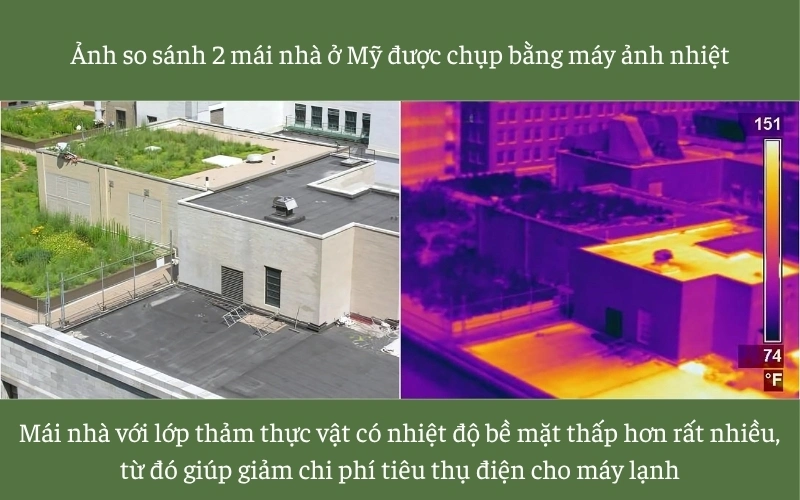 Vườn trên mái là gì? 11 Lợi ích nâng tầm giá trị căn nhà của bạn